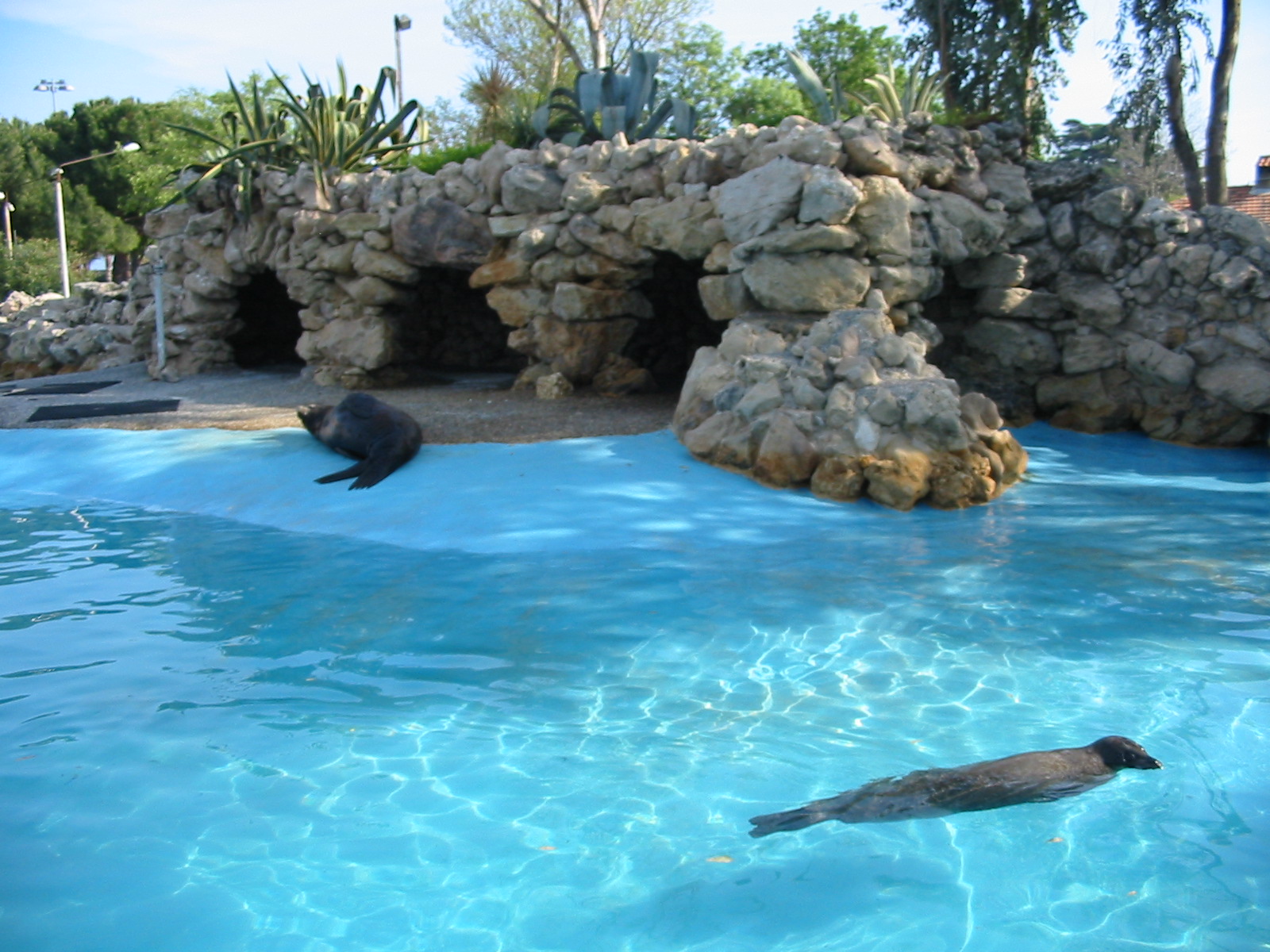 Marineland Antibes 2005 - Grey Seal and Sea Lion in another mixed pinniped