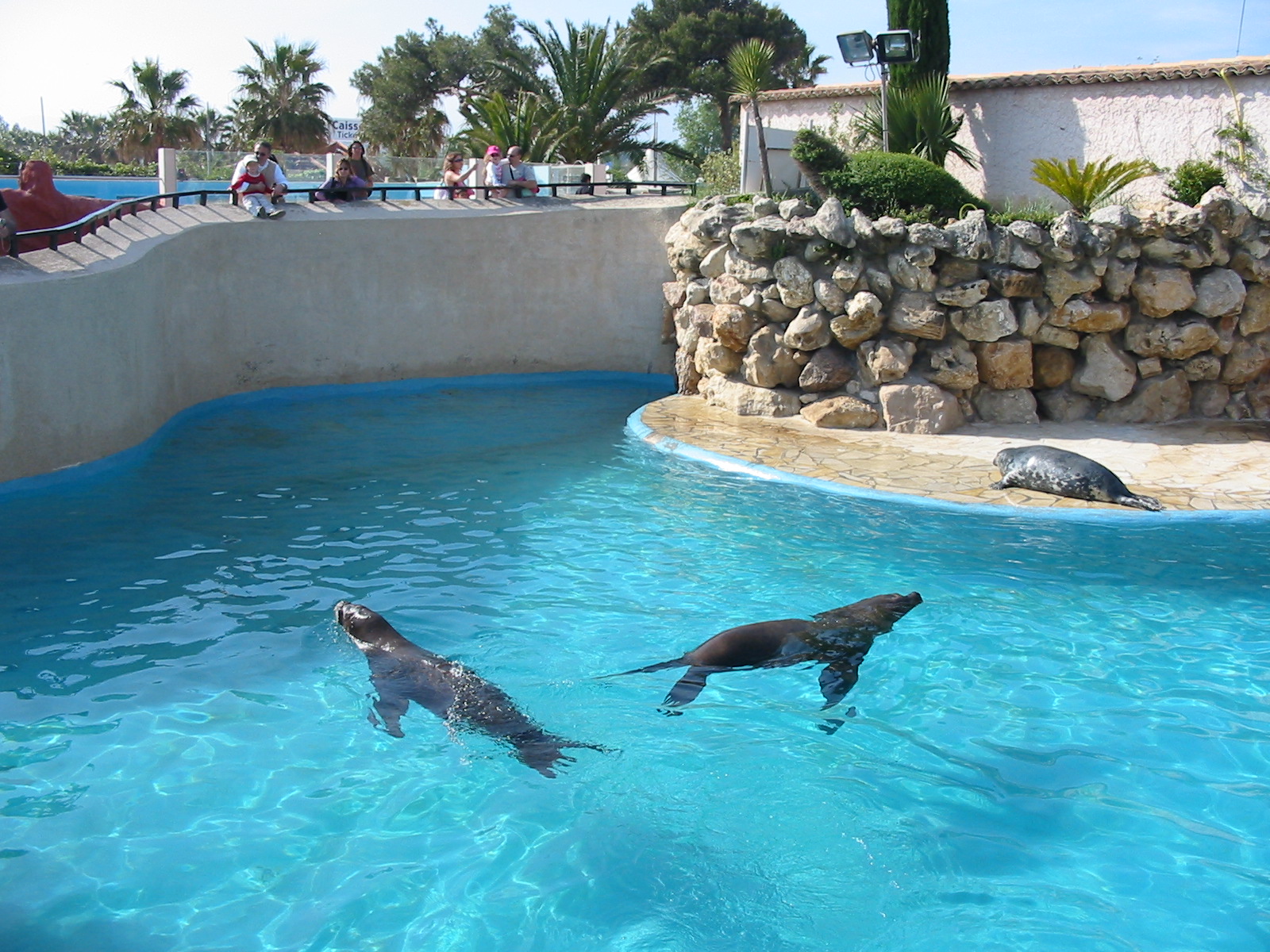 Marineland Antibes 2005 - Grey Seal and Sea Lions in the mixed pinniped poo