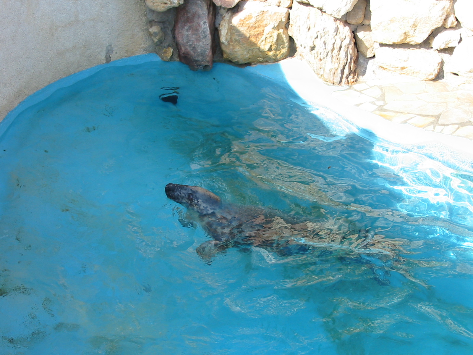 Marineland Antibes 2005 - Grey Seal in the mixed pinniped pool