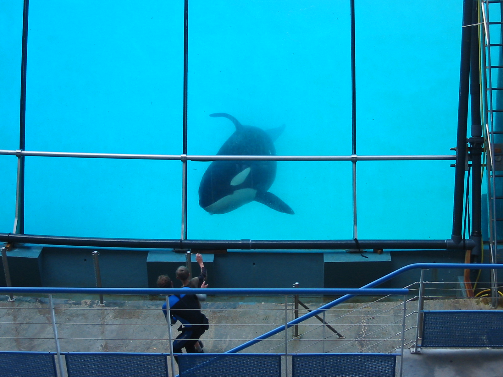 Marineland Antibes 2005 - Killer Whale Stadium show