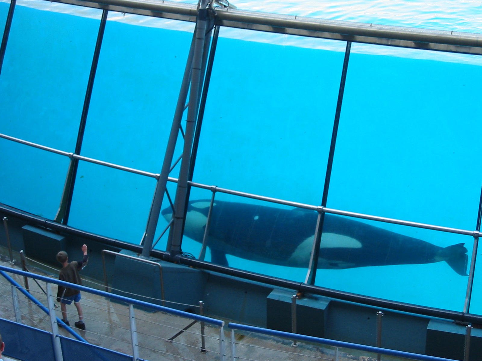 Marineland Antibes 2005 - Killer Whale Stadium show