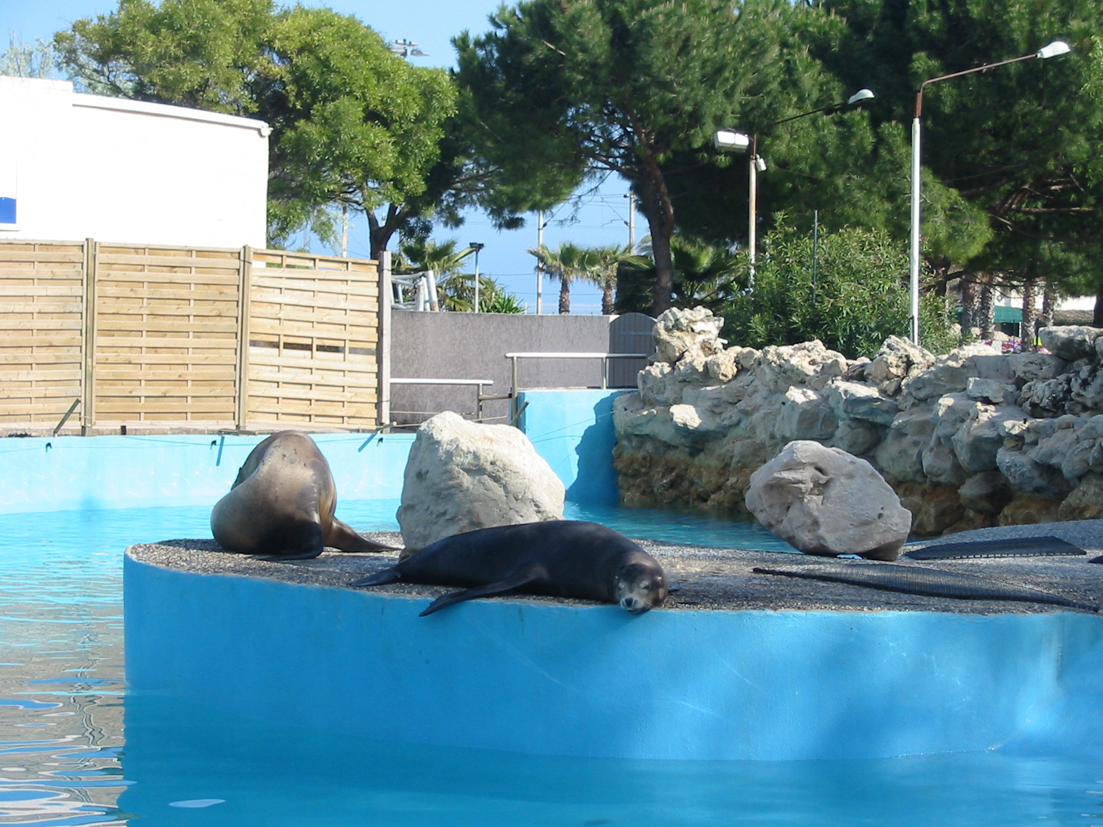 Marineland Antibes 2005 - Sea Lions in another mixed pinniped pool