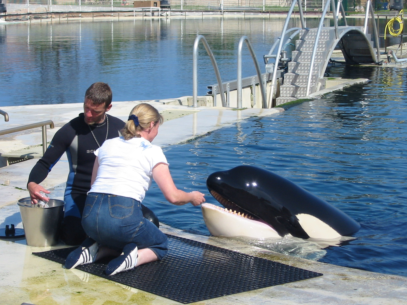 Marineland Antibes 2005 - Visitor gets to feed a Killer Whale