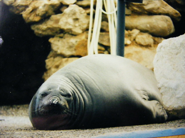 Marineland Antibes elephant seal late 90s