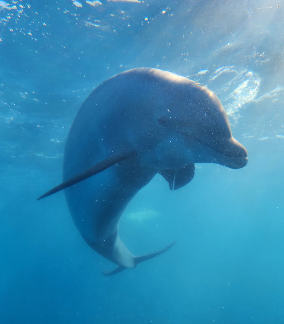 Marineland Dolphin Adventure - Bottlenose Dolphin underwater
