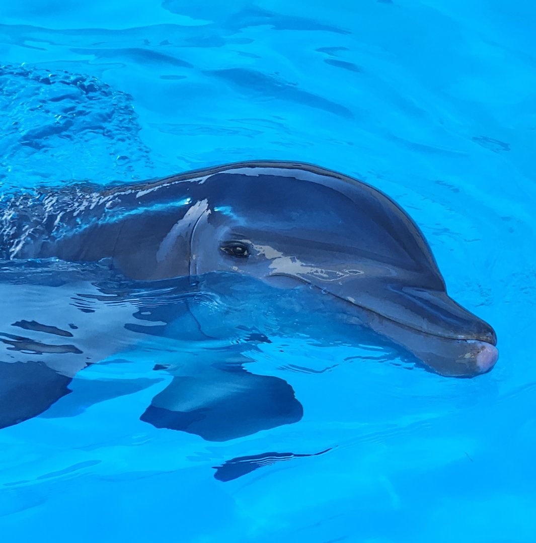 Marineland Dolphin Adventure - Bottlenose Dolphin
