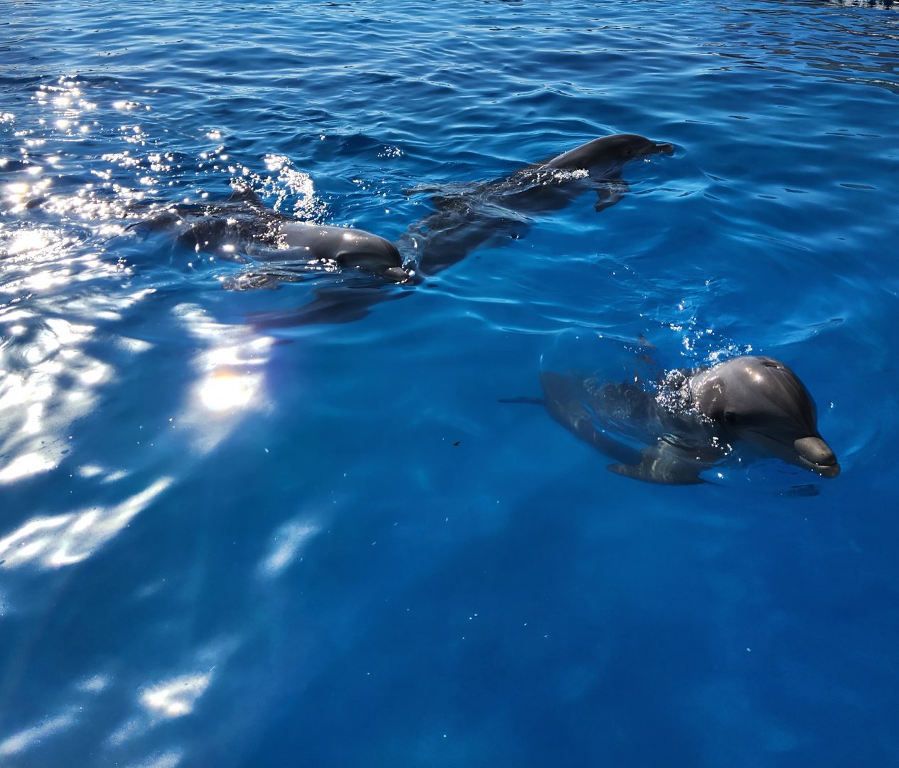 Marineland Dolphin Adventure - Bottlenose Dolphins