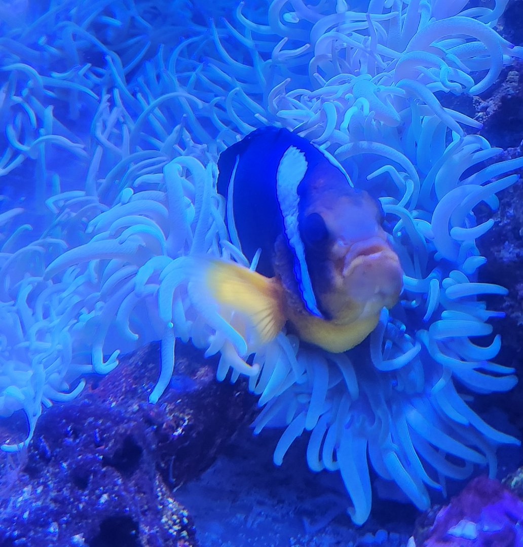 Marineland Dolphin Adventure - Clownfish