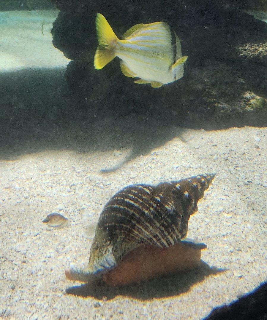 Marineland Dolphin Adventure - Conch