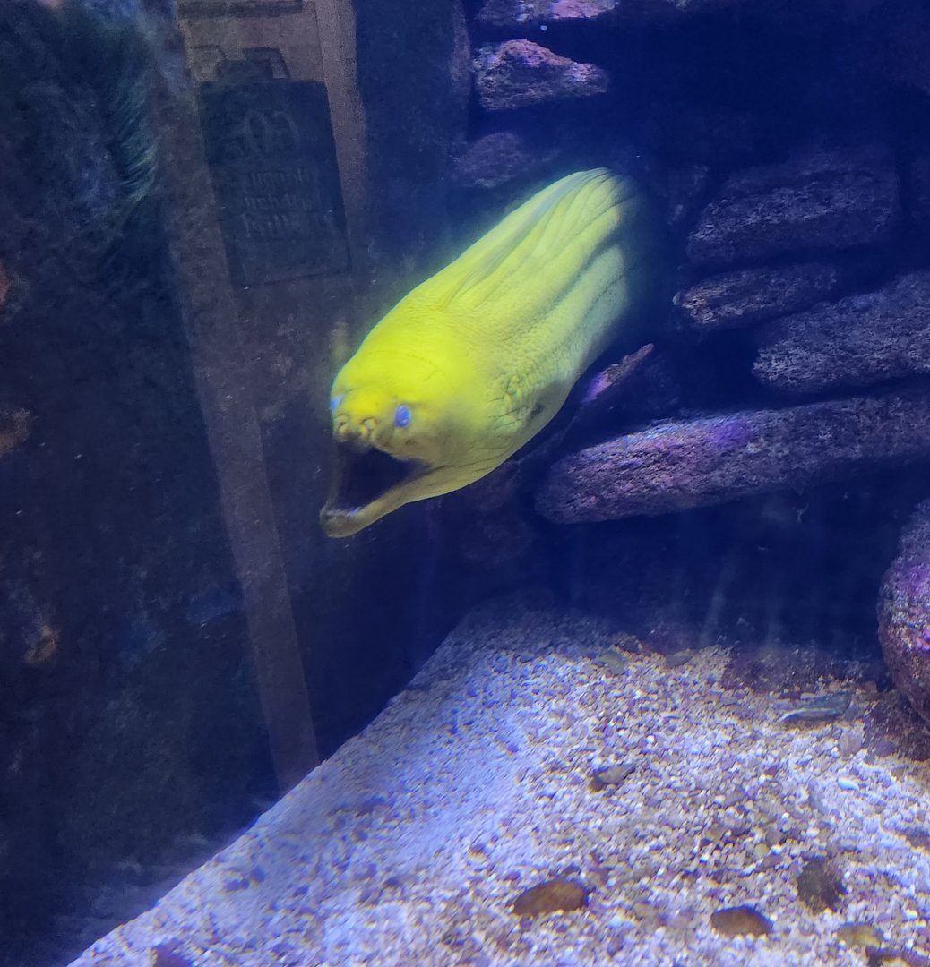Marineland Dolphin Adventure - Green Moray