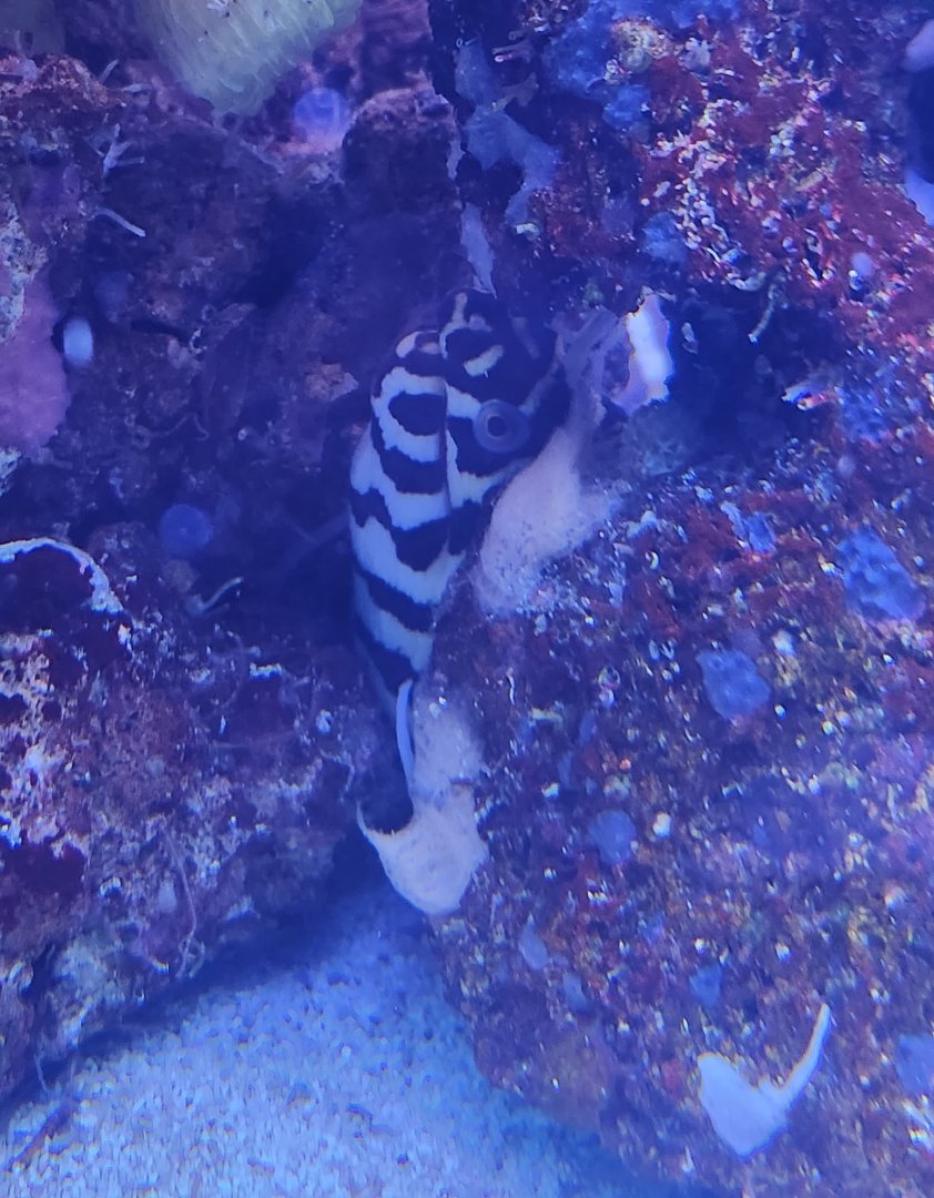 Marineland Dolphin Adventure - Moray of some sort