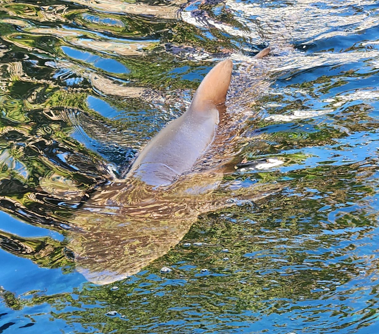 Marineland Dolphin Adventure - Sandtiger Shark