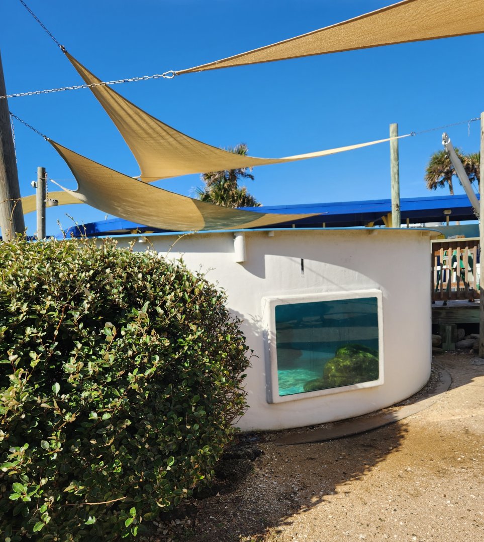 Marineland Dolphin Adventure - Sea Turtle tank