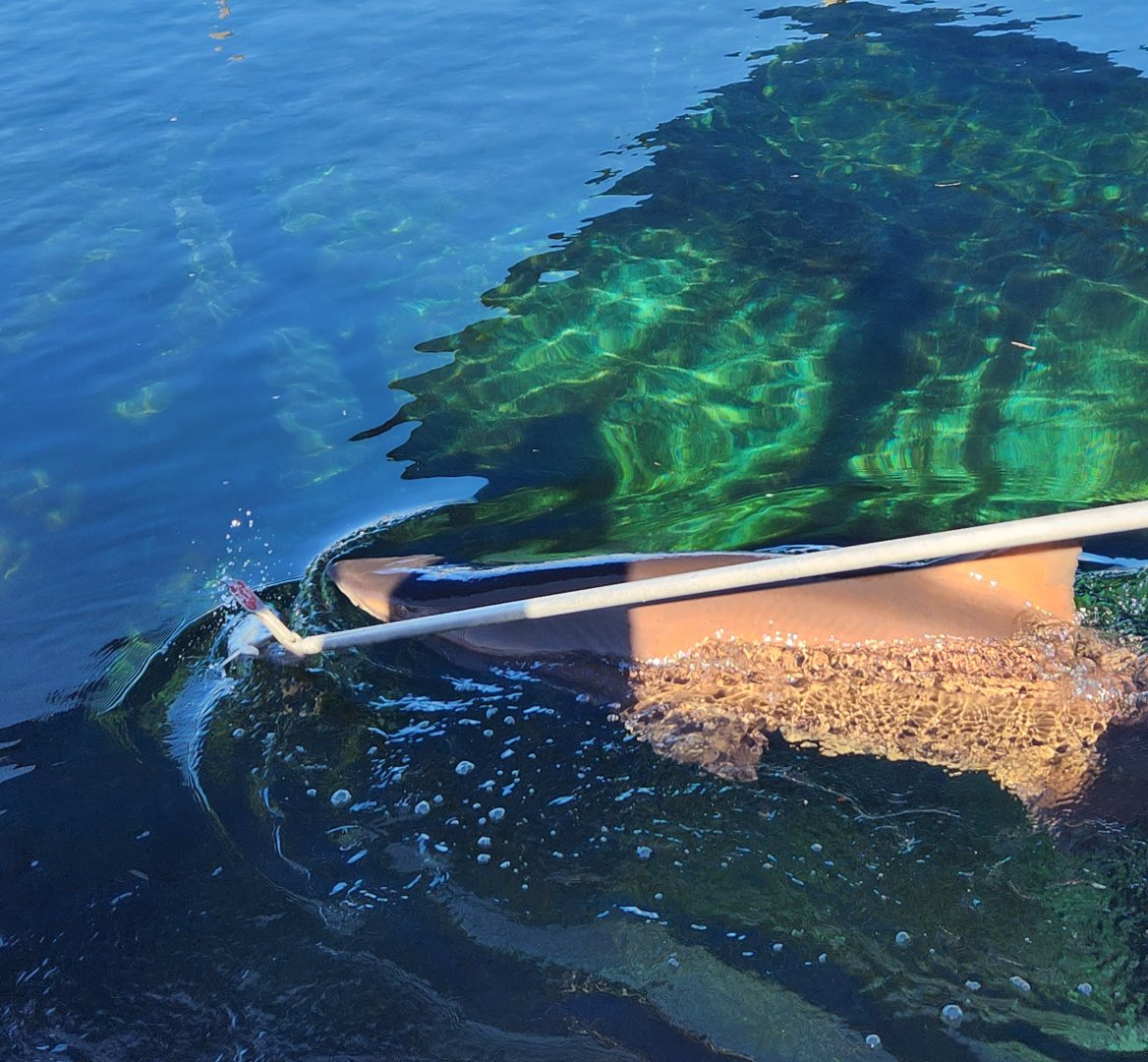 Marineland Dolphin Adventure - Shark feeding
