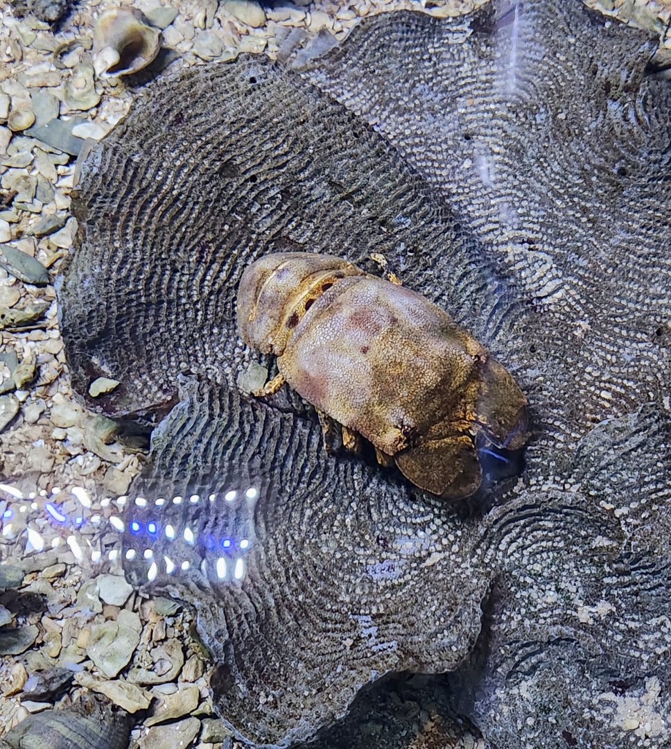 Marineland Dolphin Adventure - Slipper lobster