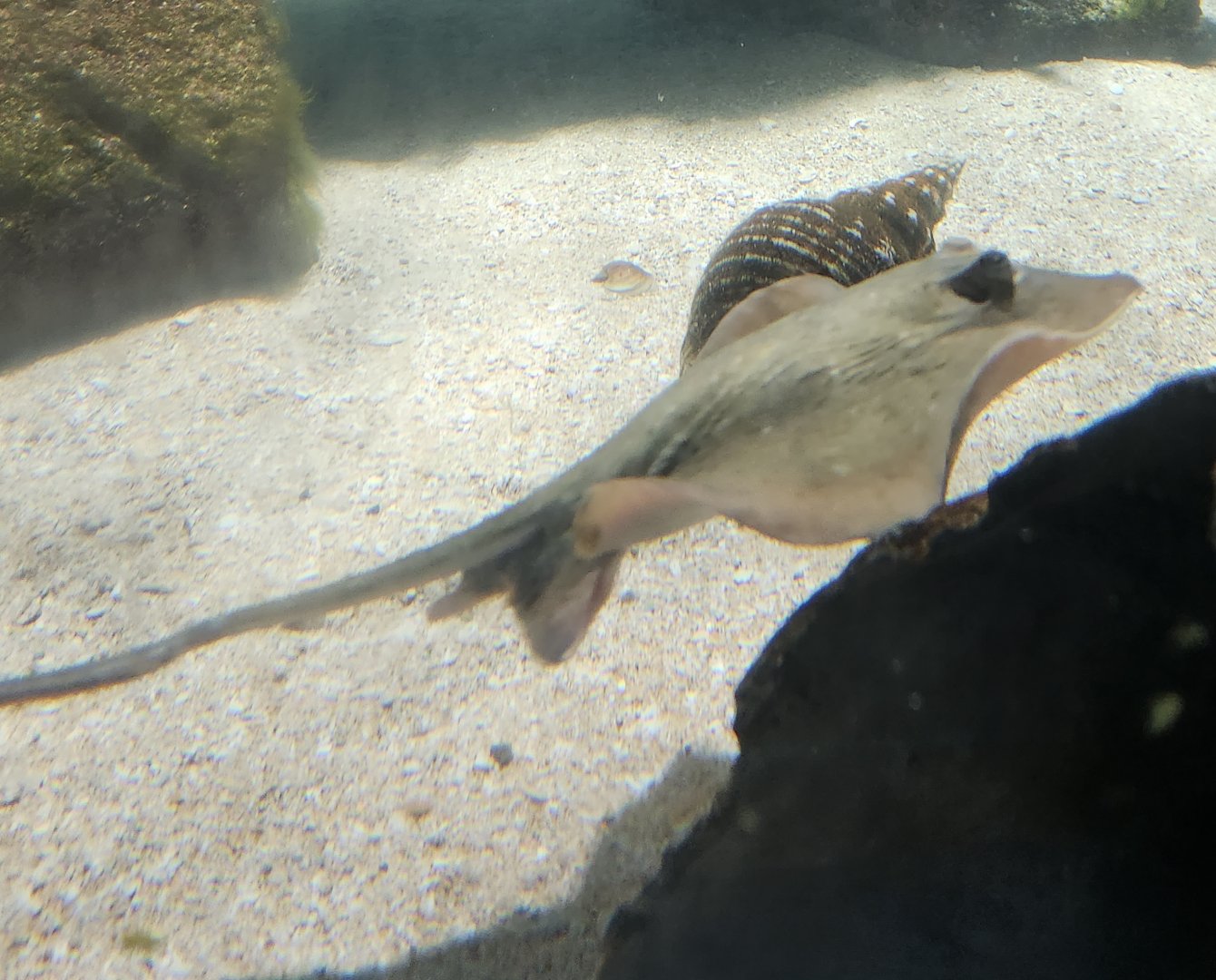 Marineland Dolphin Adventure - Stingray