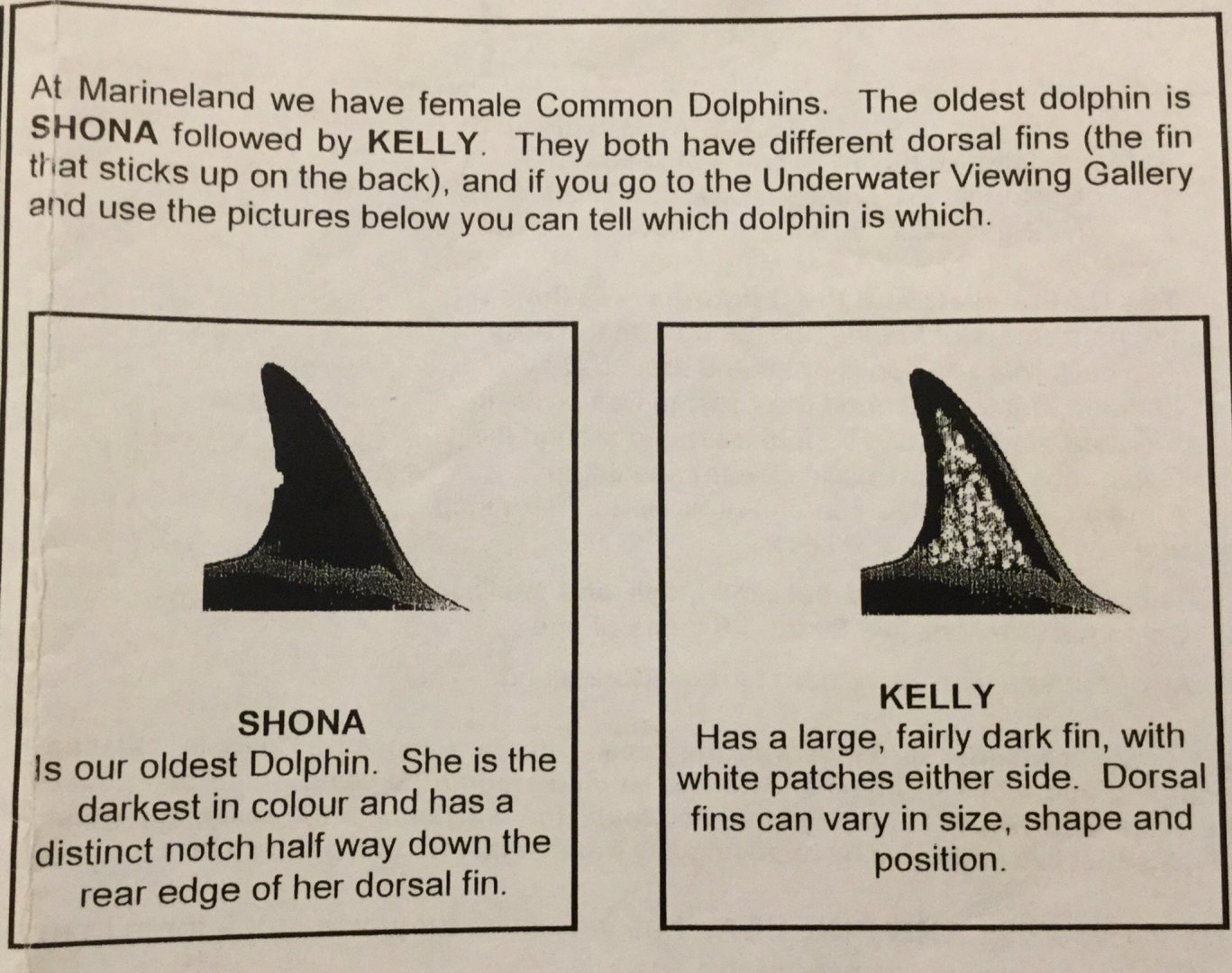 Marineland Dolphin ID