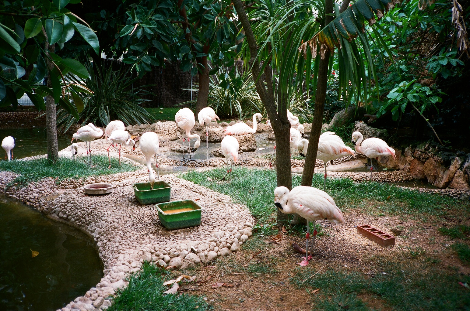 Marineland Mallorca 1989 - Flamingo exhibit