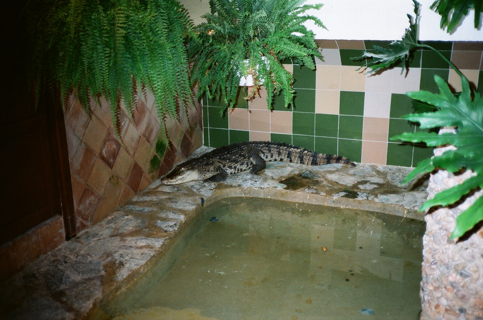 Marineland Mallorca 1989 - Indoor crocodile exhibit