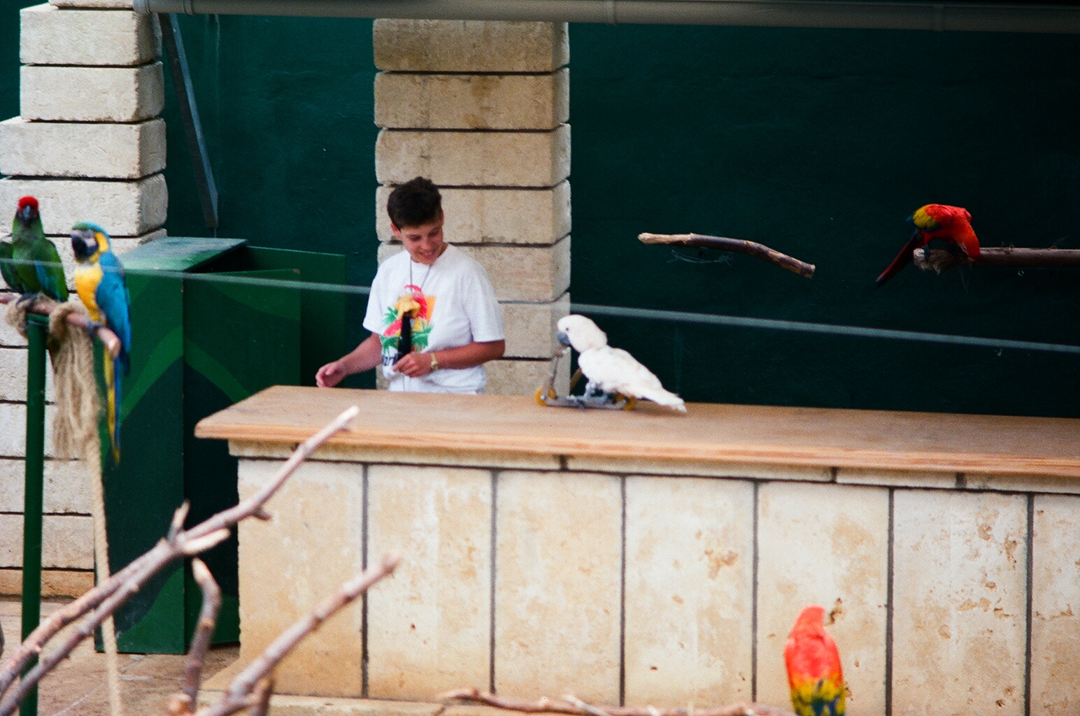 Marineland Mallorca 1989 - Parrot Show