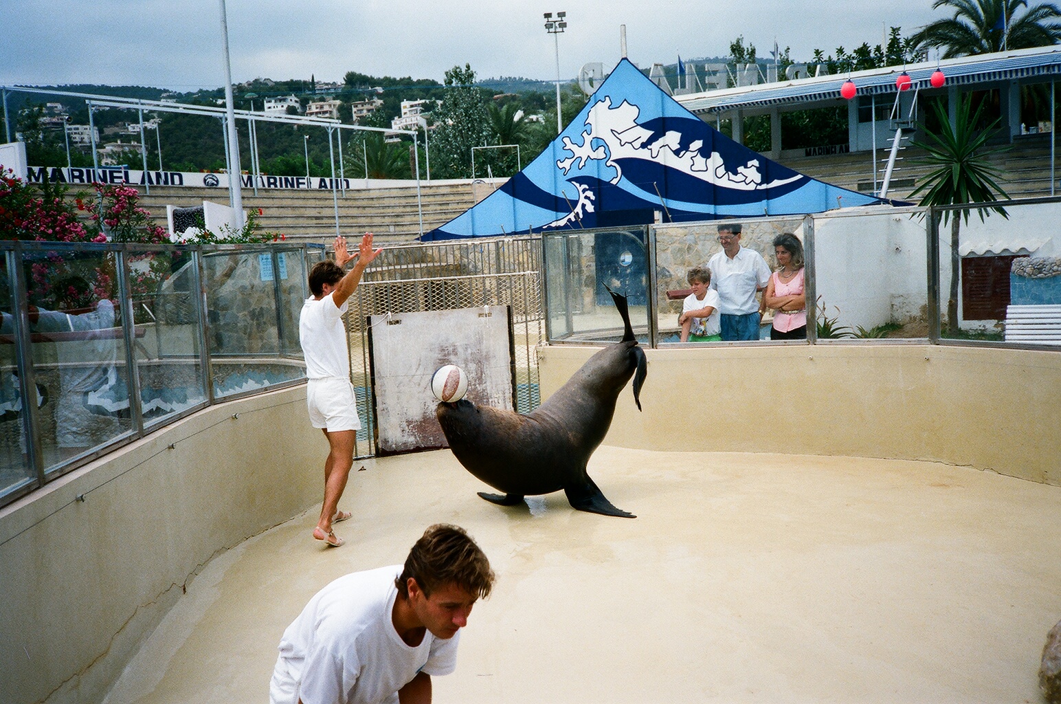 Marineland Mallorca 1989 - Patagonian Sealion training