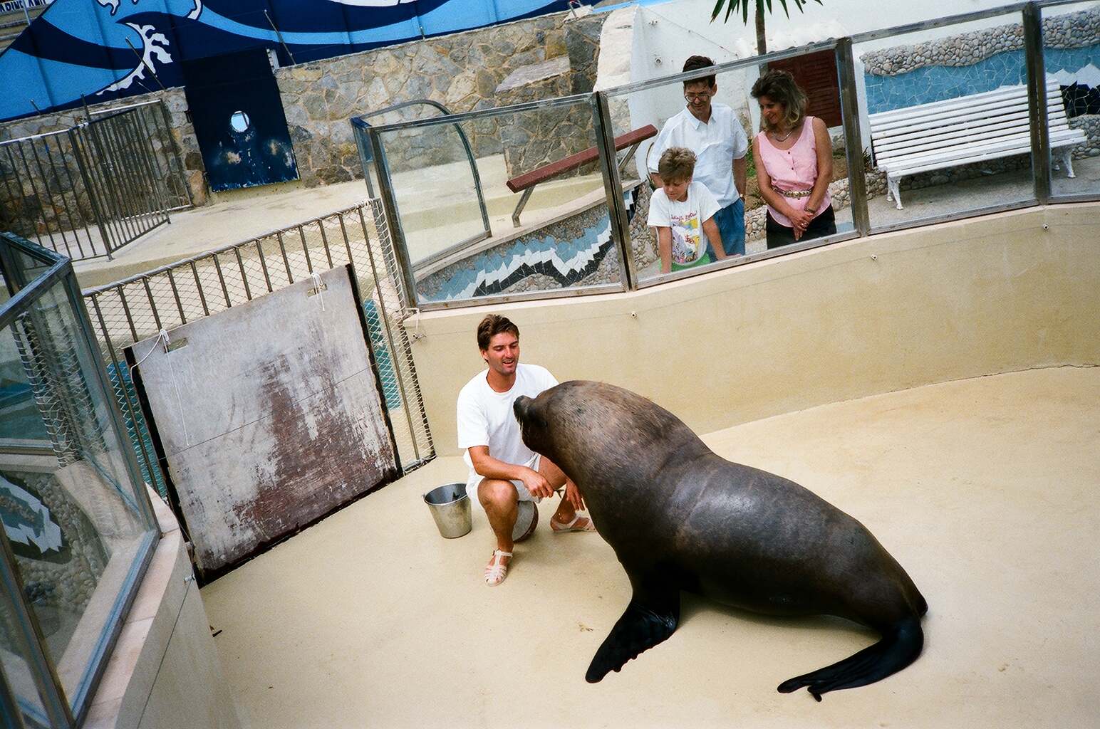 Marineland Mallorca 1989 - Patagonian Sealion training