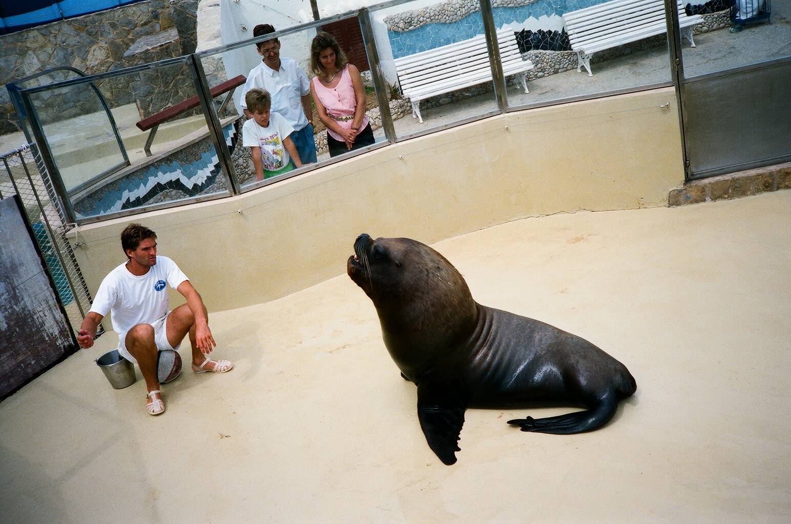 Marineland Mallorca 1989 - Patagonian Sealion training
