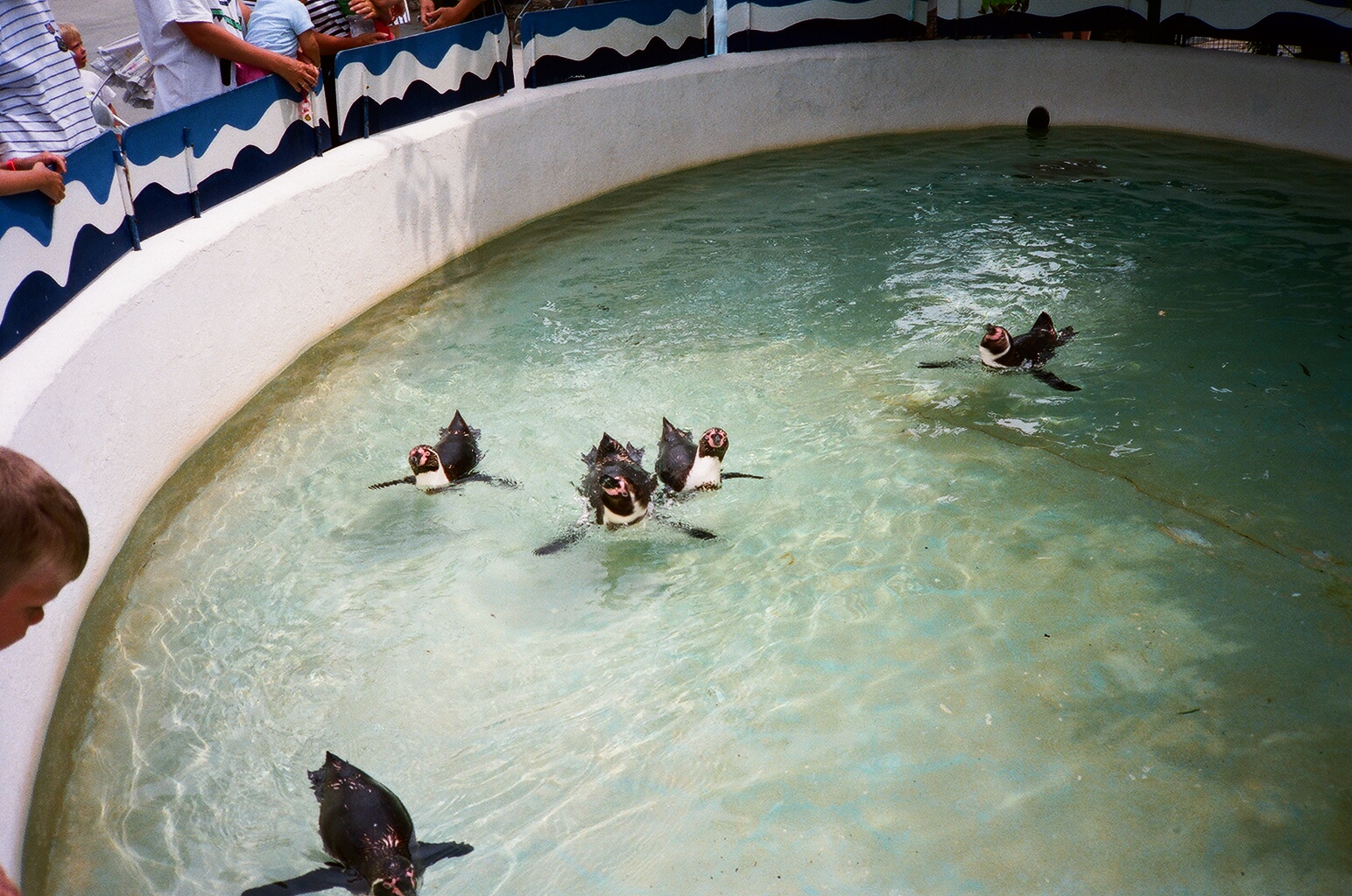 Marineland Mallorca 1989 - Penguin pool