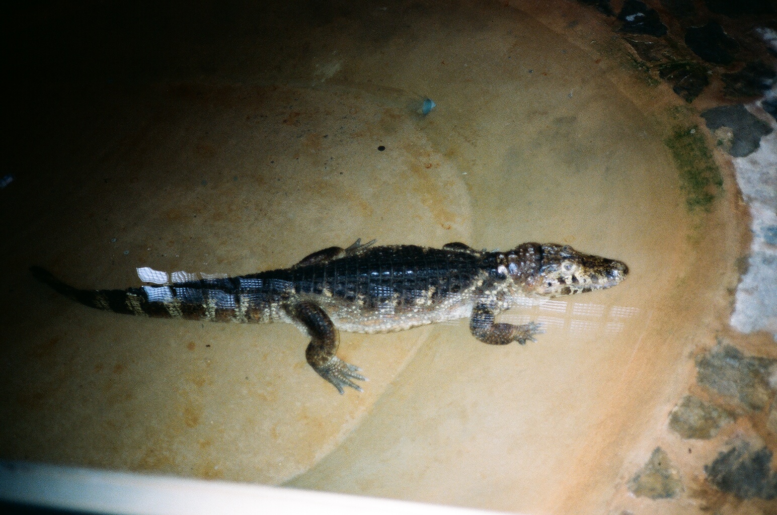 Marineland Mallorca 1989 - Small crocodile