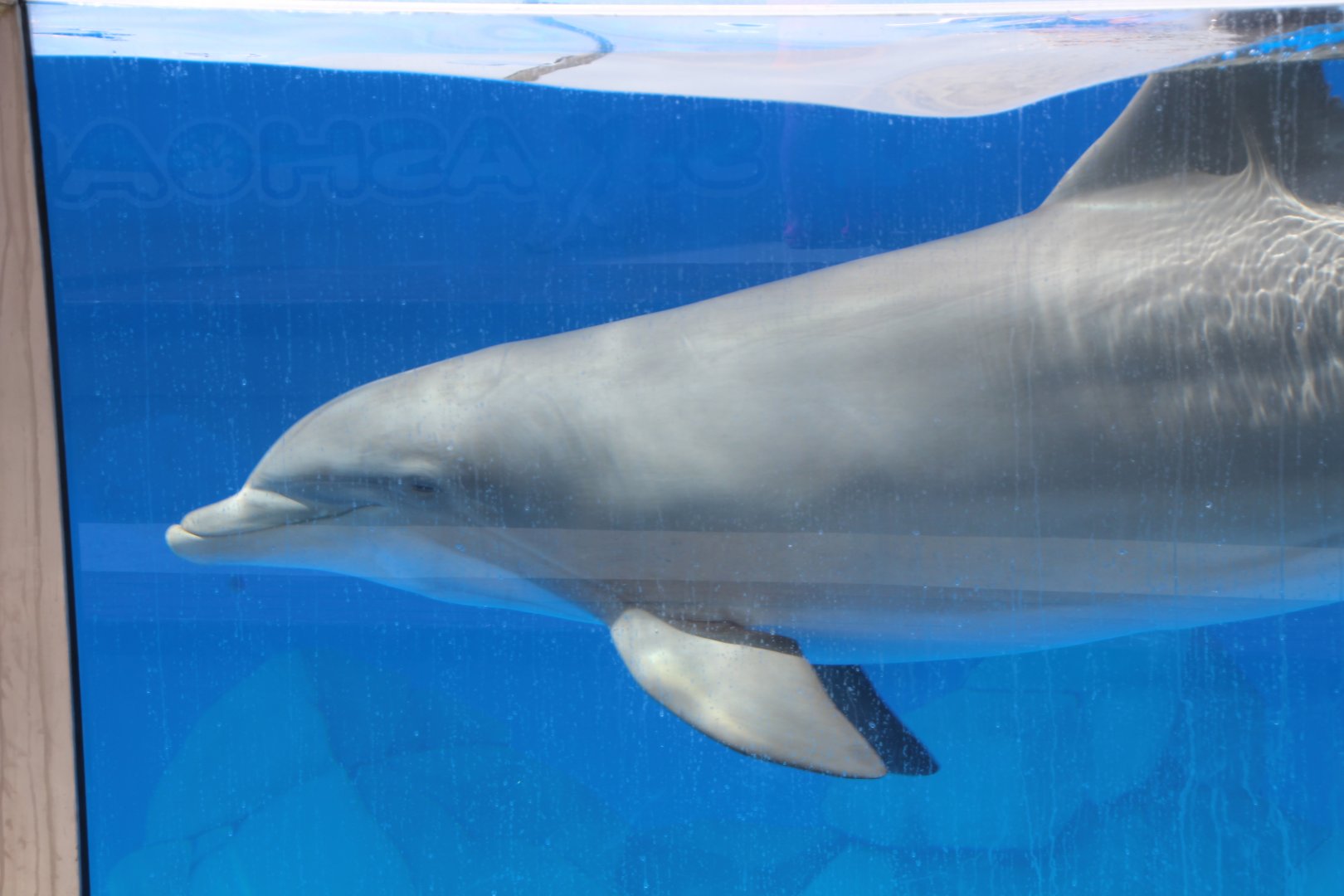 Marineland Mallorca 2018 - Dolphin