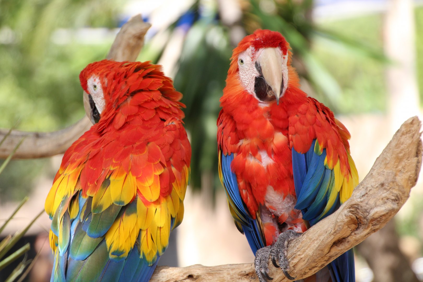 Marineland Mallorca 2018 - Scarlett Macaws