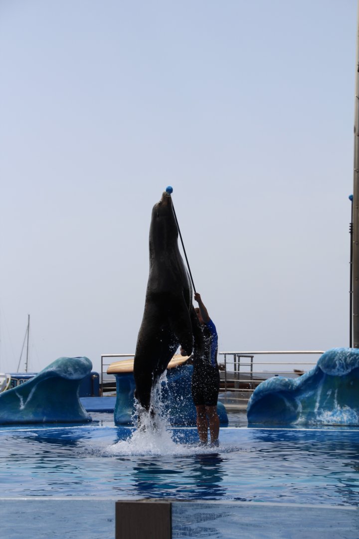 Marineland Mallorca 2018 - Sea lion show