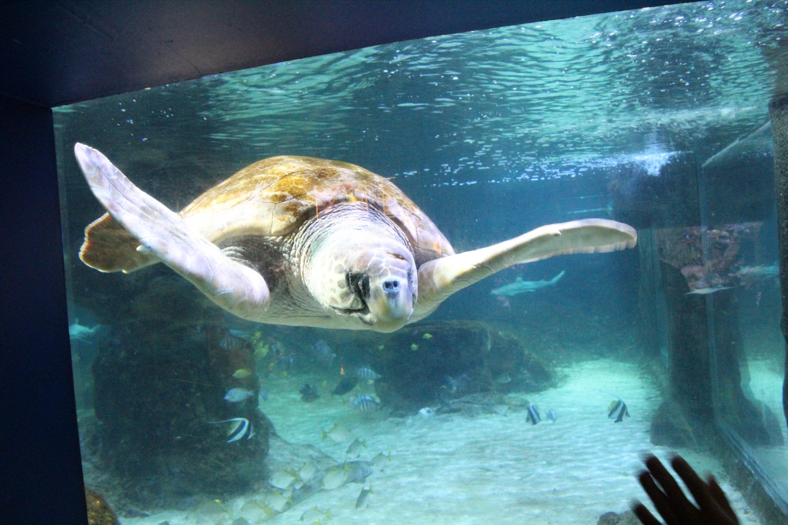 Marineland Mallorca 2018 - Sea turtle.