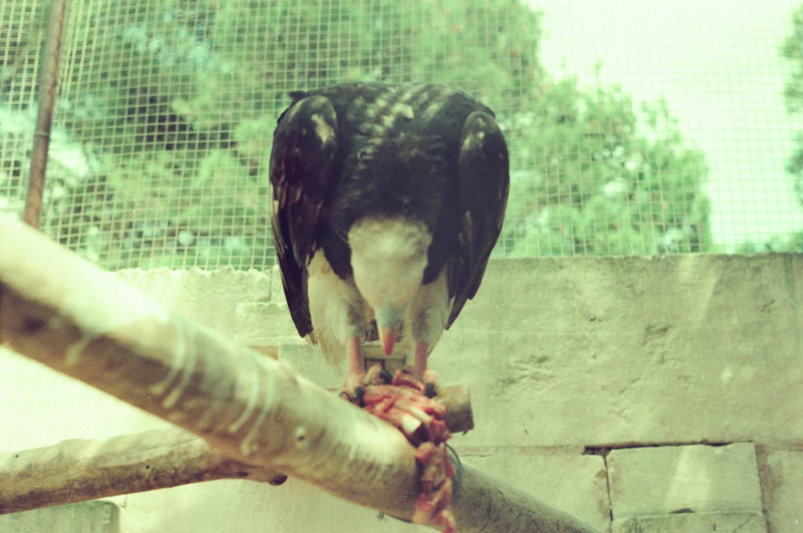 Marineland Mallorca Circa 1975 - Bird of Prey