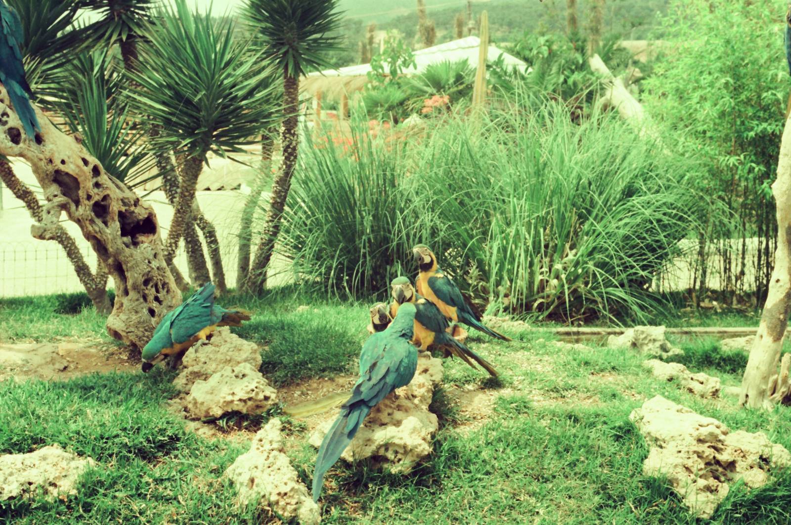 Marineland Mallorca Circa 1975 - Macaw enclosure