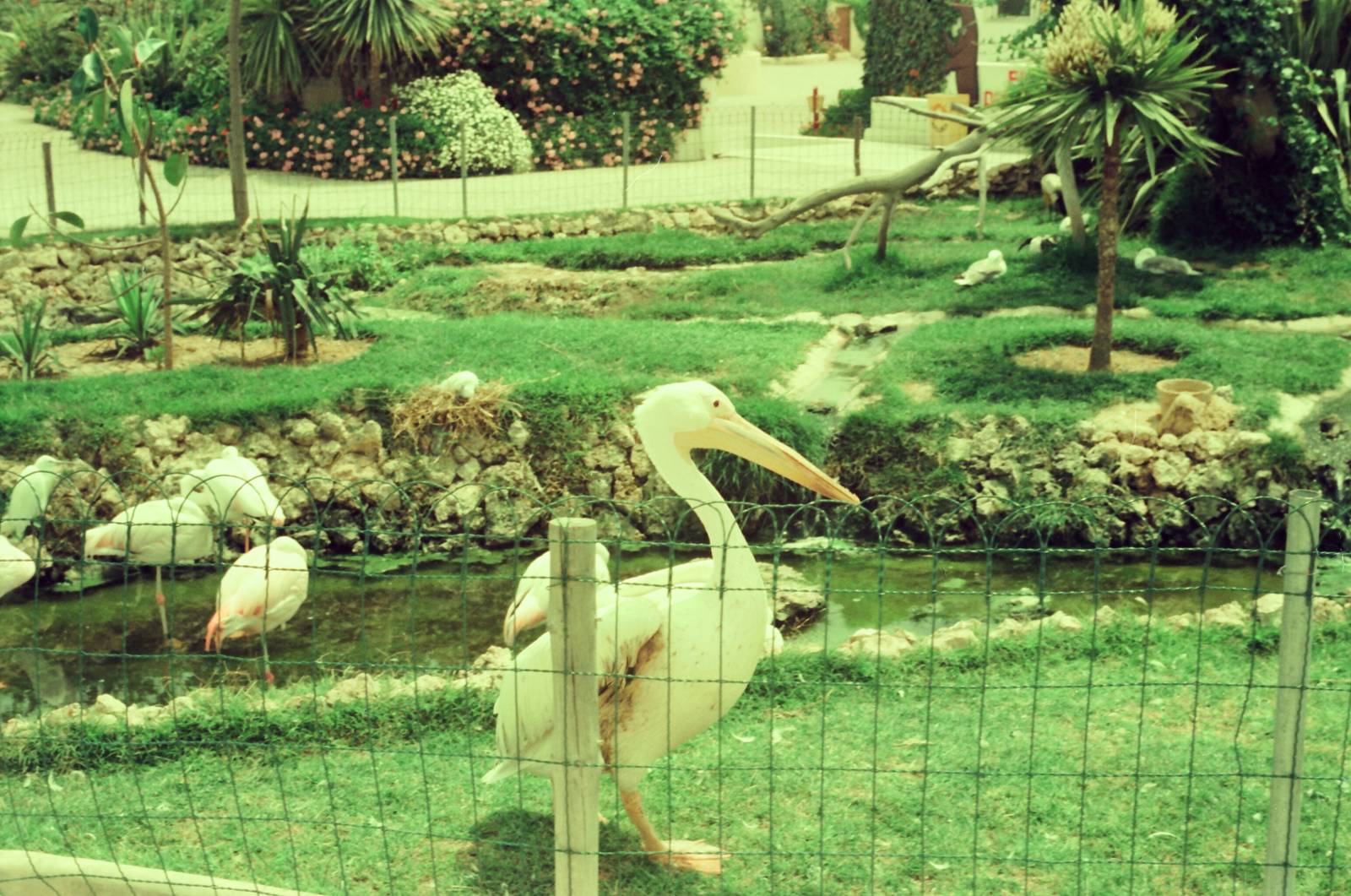 Marineland Mallorca Circa 1975 - Pelican enclosure