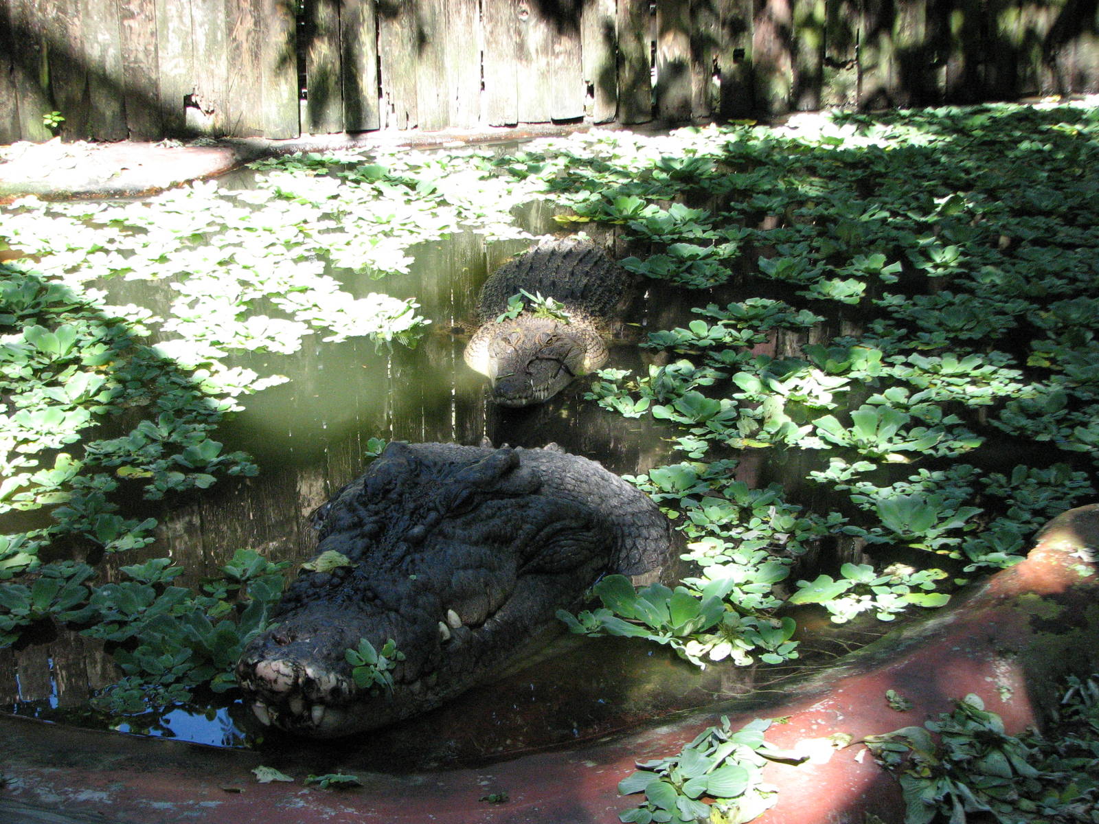 Marineland Melanesia 2007 - Cassius the giant