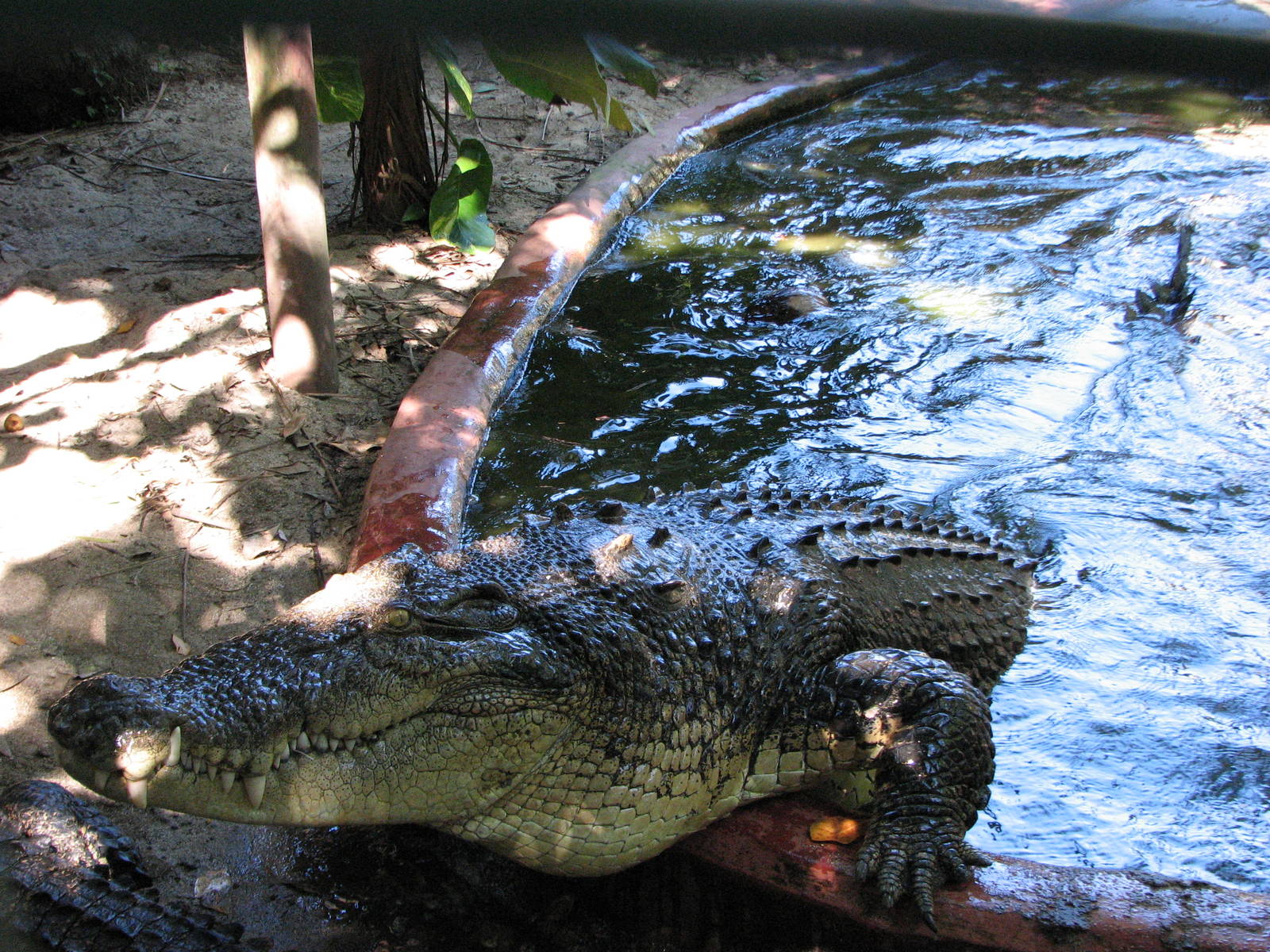 Marineland Melanesia 2007 - Crocodile leaps out of the pool during feeding