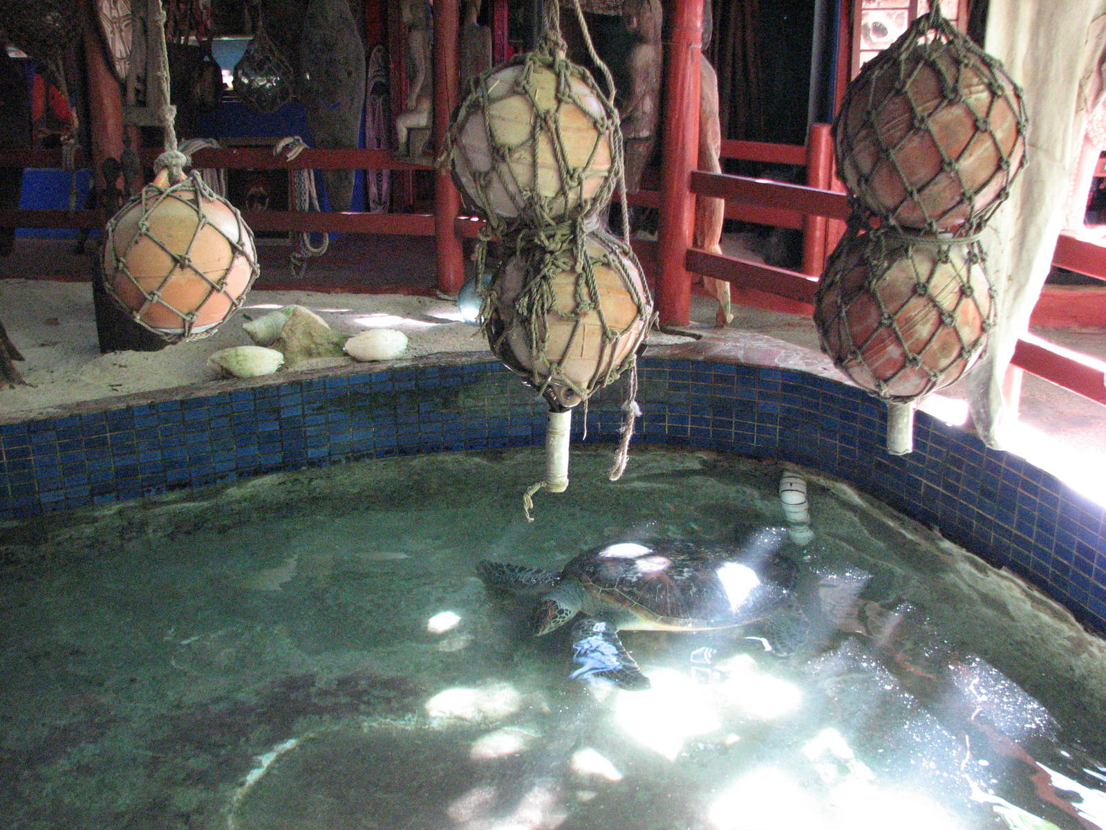 Marineland Melanesia 2007 - Sea turtle