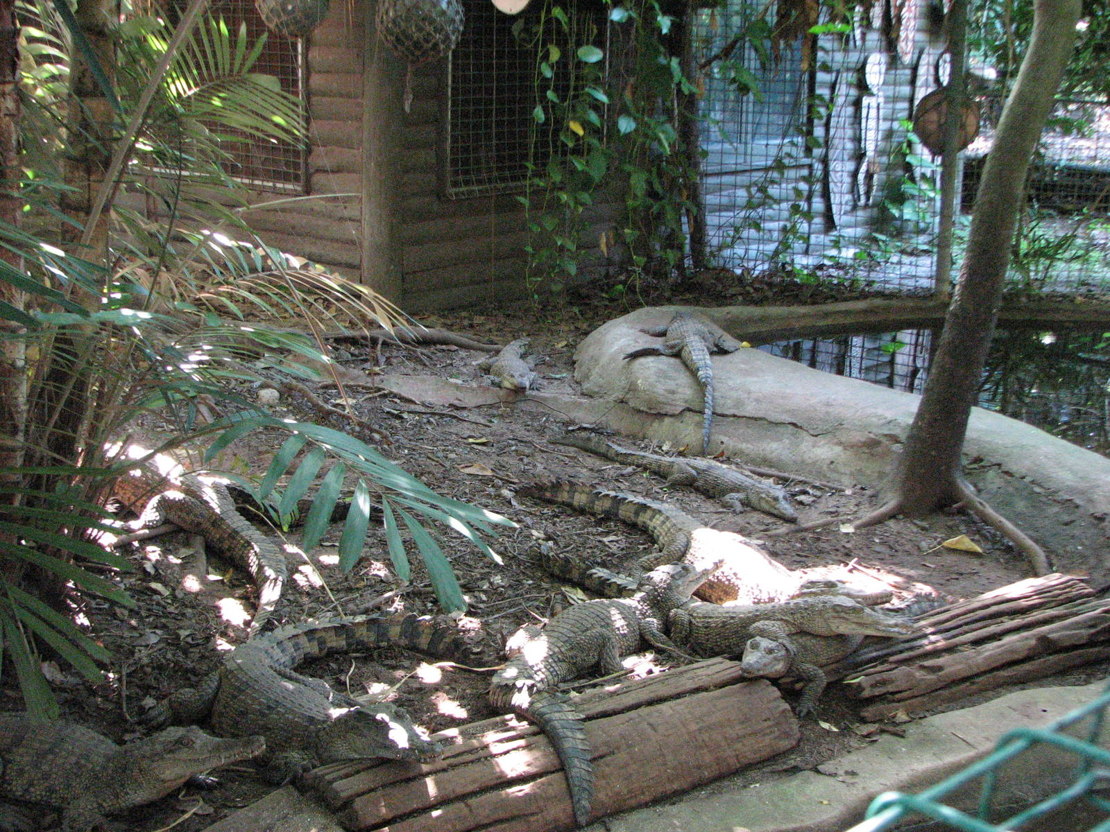 Marineland Melanesia 2007 - Young crocodiles