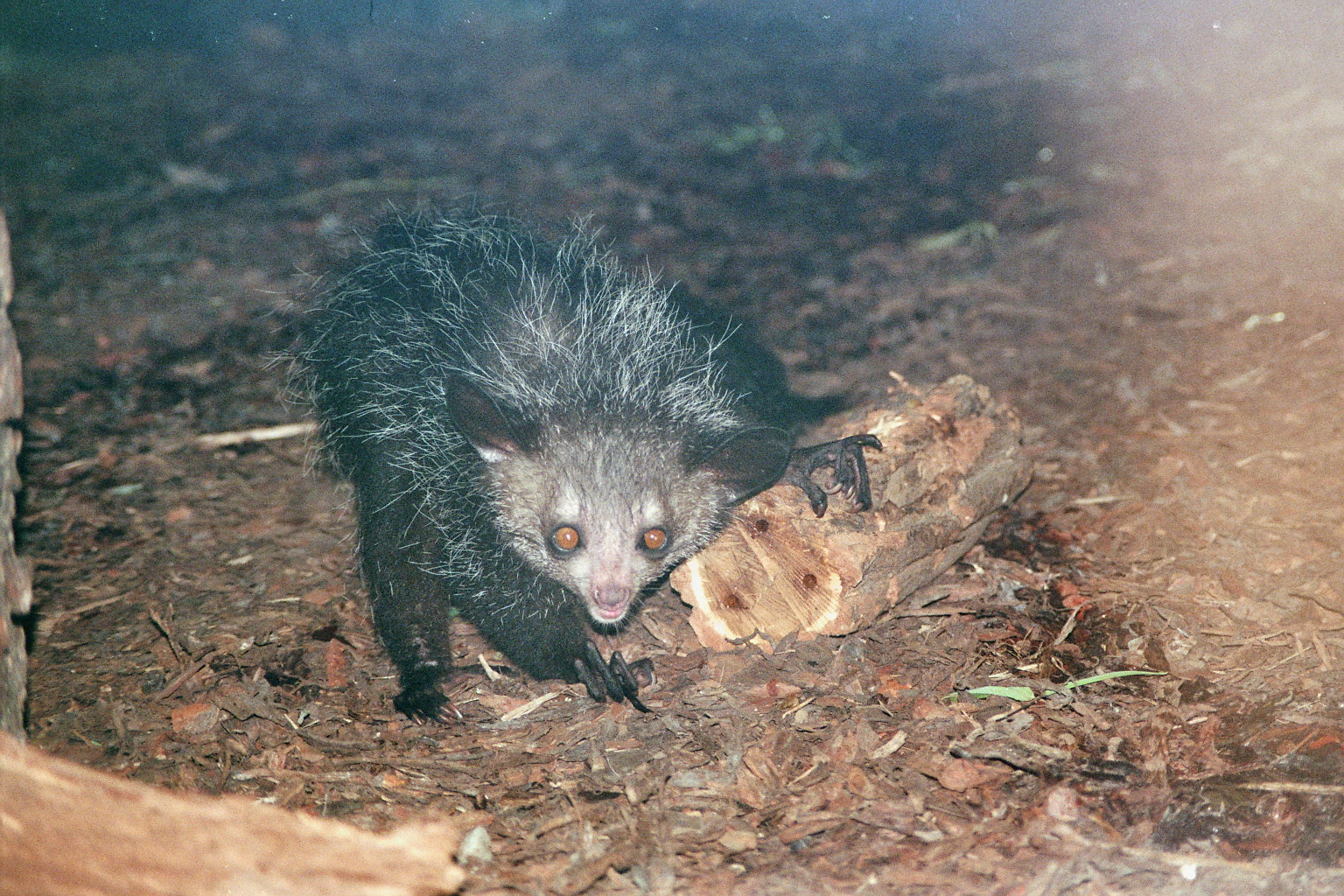 "Mario", the Aye-aye