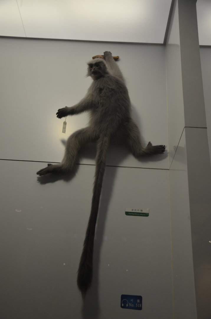 Mariol/Trachypithecus shortridgei