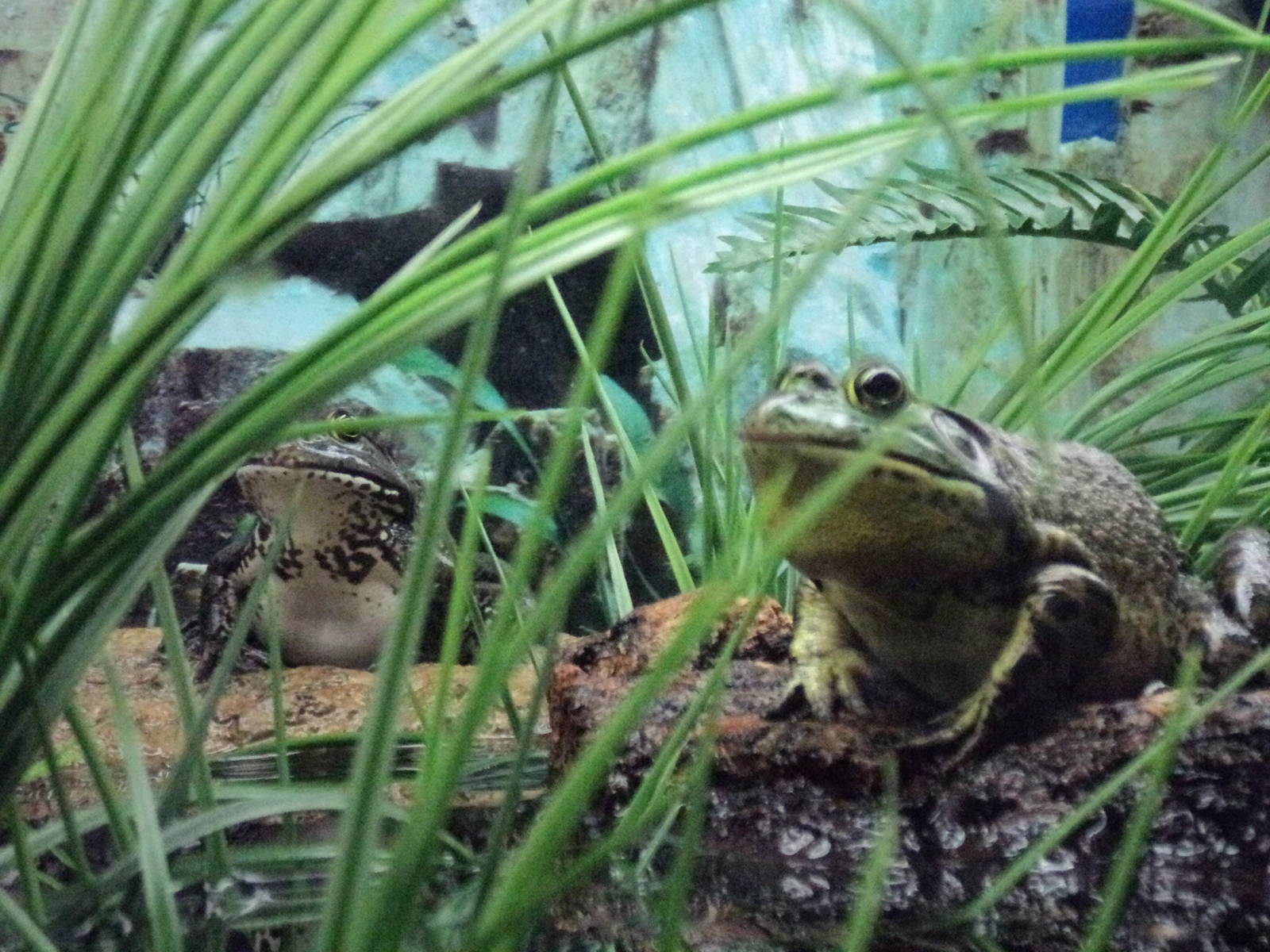 Maritime Aquarium- American Bullfrogs