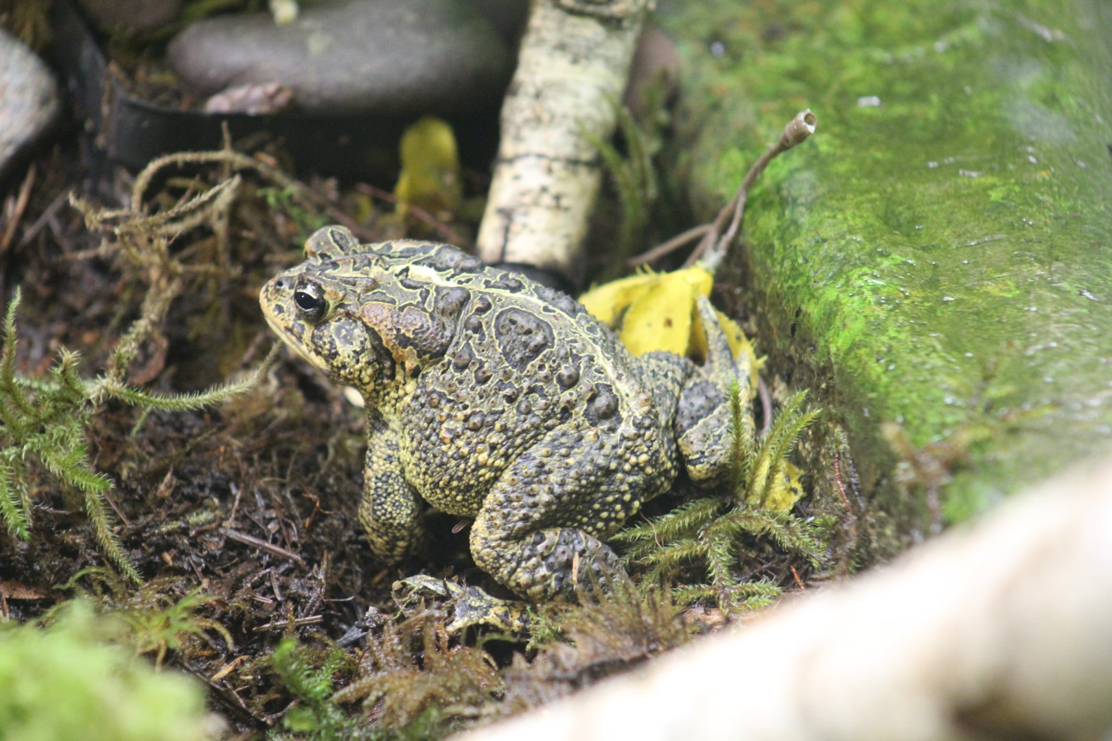 Maritime Aquarium-American or Southern Toad?