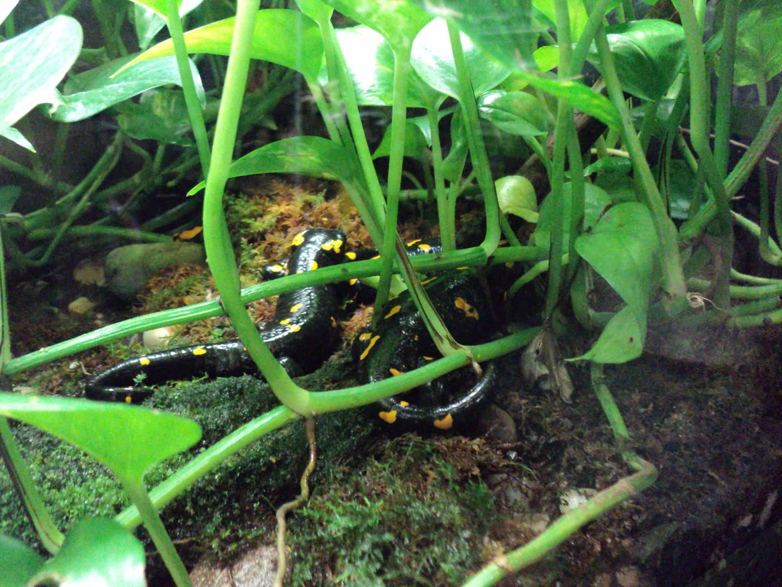 Maritime Aquarium- European Fire Salamanders (I think)