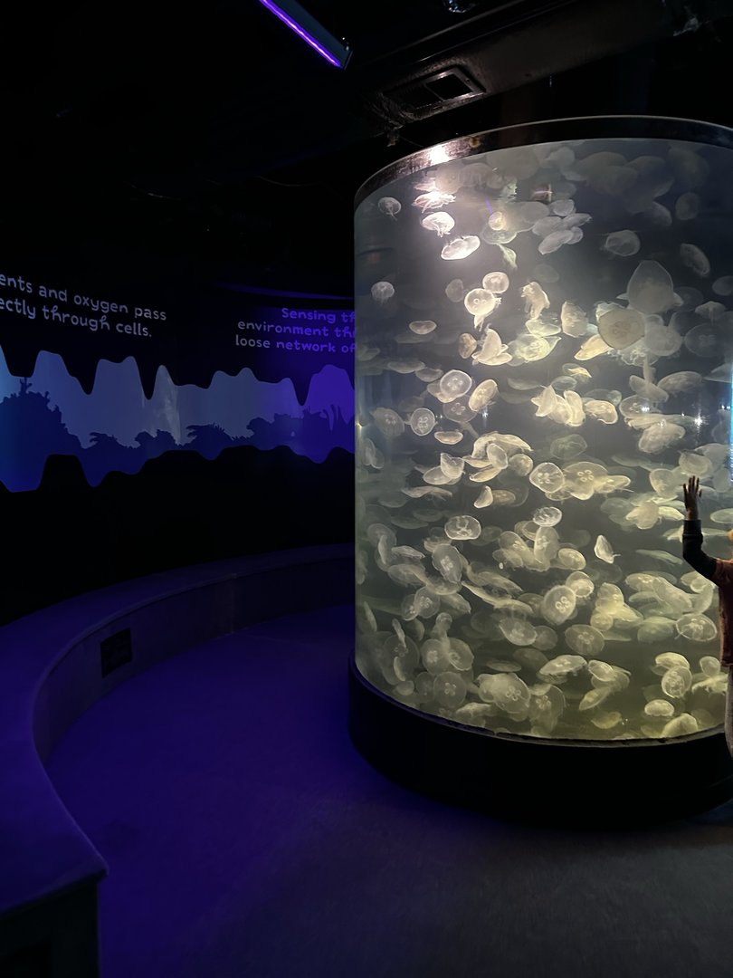 Maritime Aquarium Jellyfish Tank