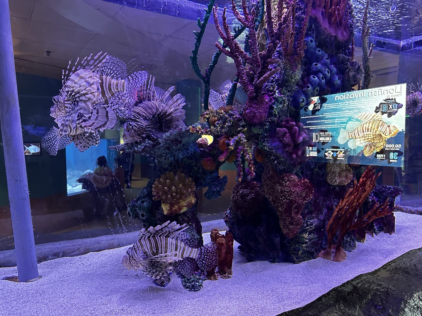 Maritime Aquarium Lionfish Tank