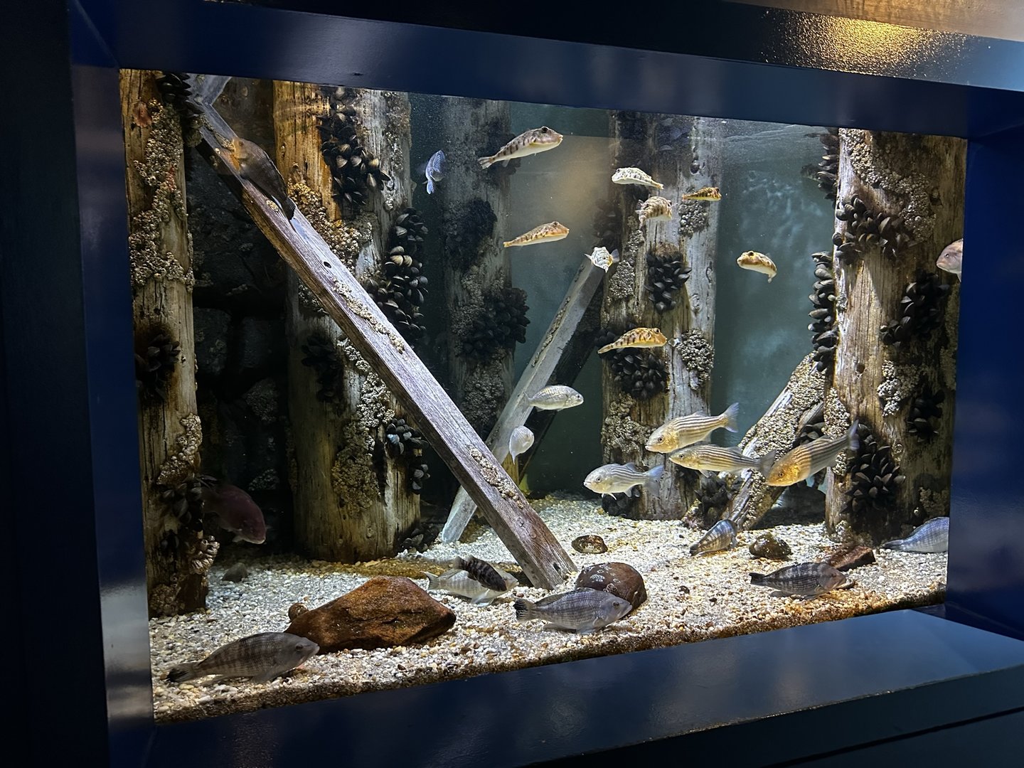 Maritime Aquarium Local Water Tank