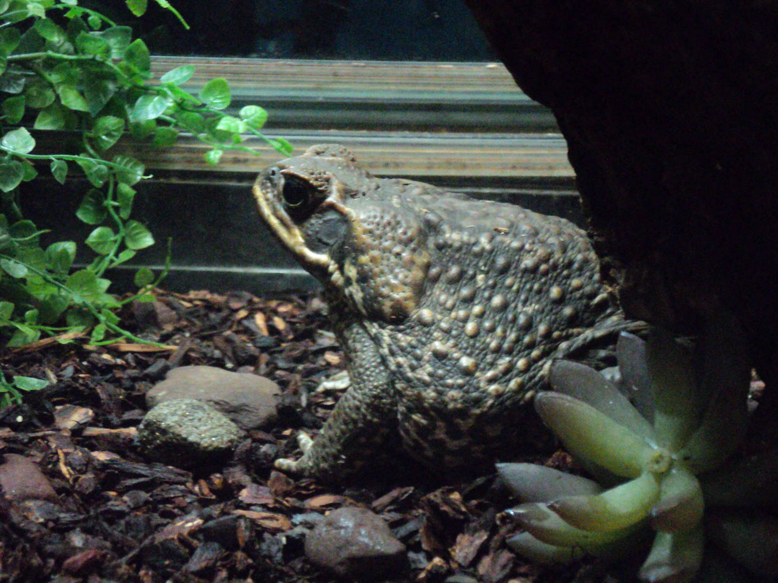 Maritime Aquarium- Marine Toad