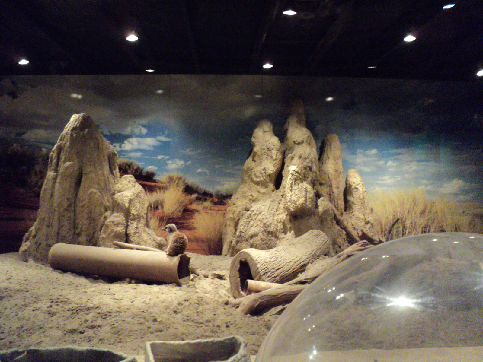 Maritime Aquarium- Meerkat Exhibit View 2